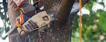 Professional Tree Services in Bloomingburg, OH